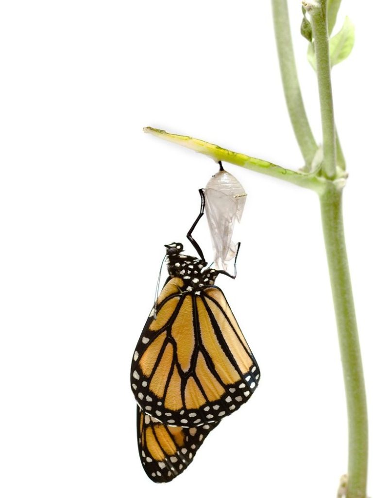 Symbolbild für Veränderungsprozesse: Ein Schmetterling schlüpft aus einem Kokon.